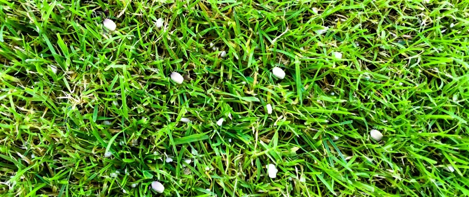 Granular fertilizer pellets spread over lawn in Sachse, TX.