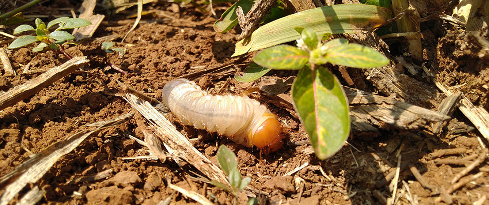Grub crawling through a lawn in Garland, TX.
