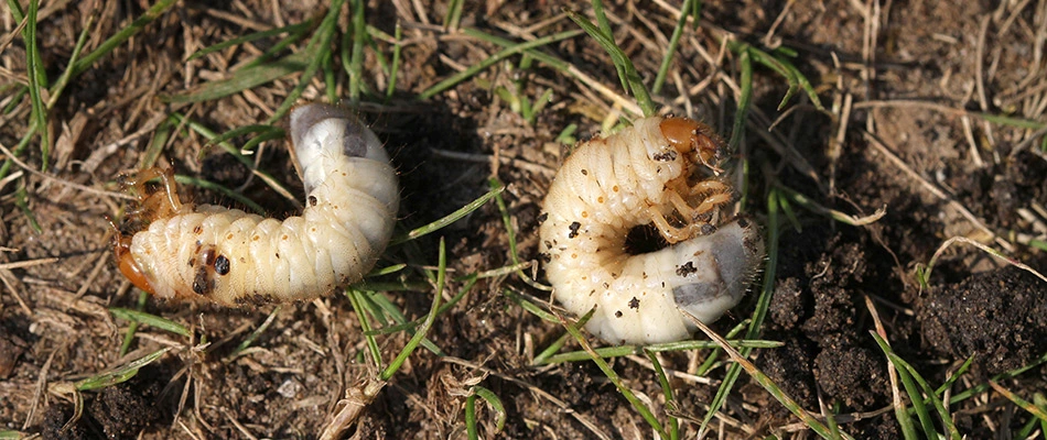 Grubs found in a lawn in Rowlett, TX.