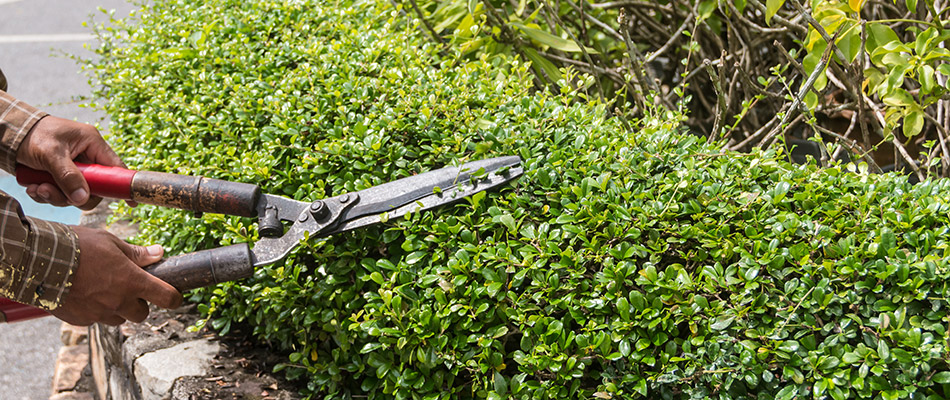 Hand trimming a shrub outside a home in St. Paul, TX.