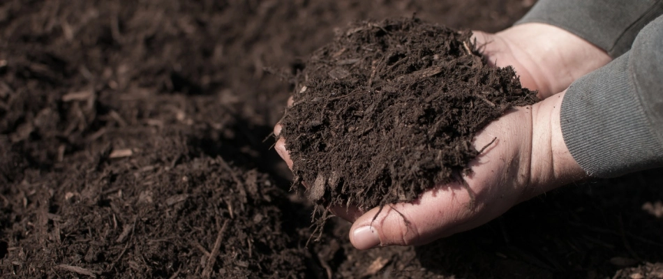 Handful of brown mulch in a professional's hands in Wylie, TX.