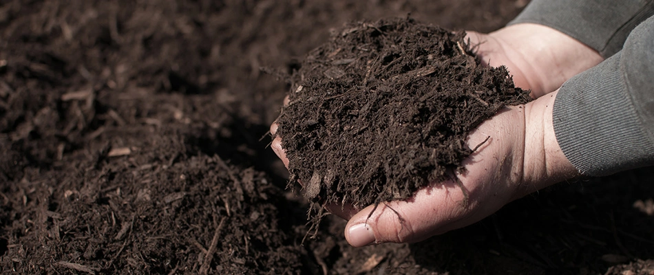 Handful of brown mulch in Fate, TX.