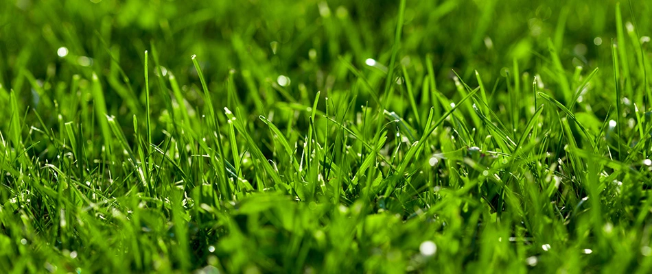 Healthy grass blades in Rockwall, TX.