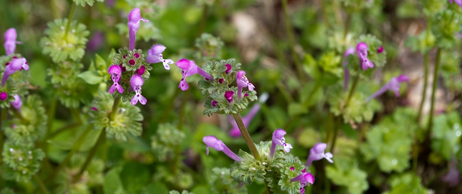 Henbit weeds in a lawn in Rockwall, TX.