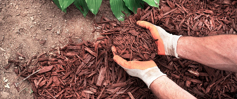 Our landscape professional installing mulch on a landscape bed by a home in Sachse, TX.