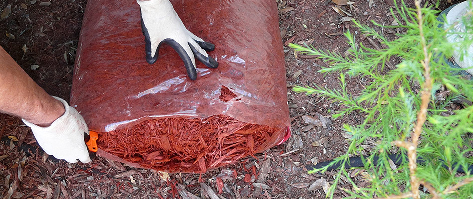 New bag of red mulch being opened by a professional for installation in Rockwall, TX.
