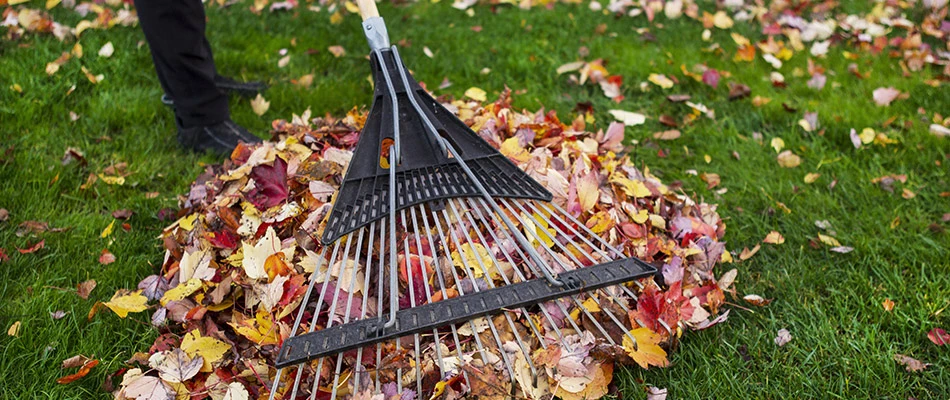 Lawn care technician raking away leaves in a lawn in Wylie, TX.