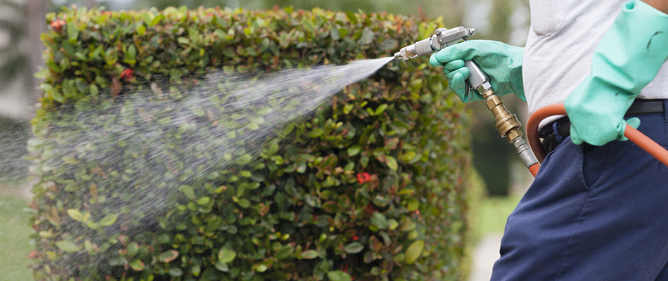 Lawn technician applying shrub fertilizer to shrubs in Rockwall, TX.