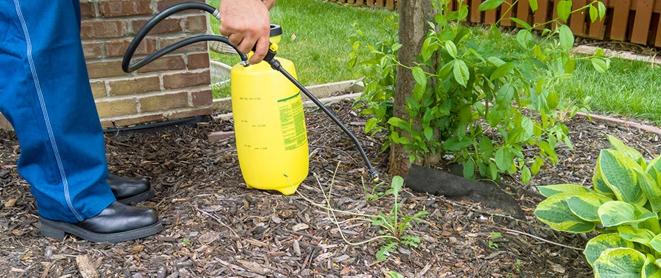 Arboreal professional applying weed control treatment on a landscape bed in Wylie, TX.