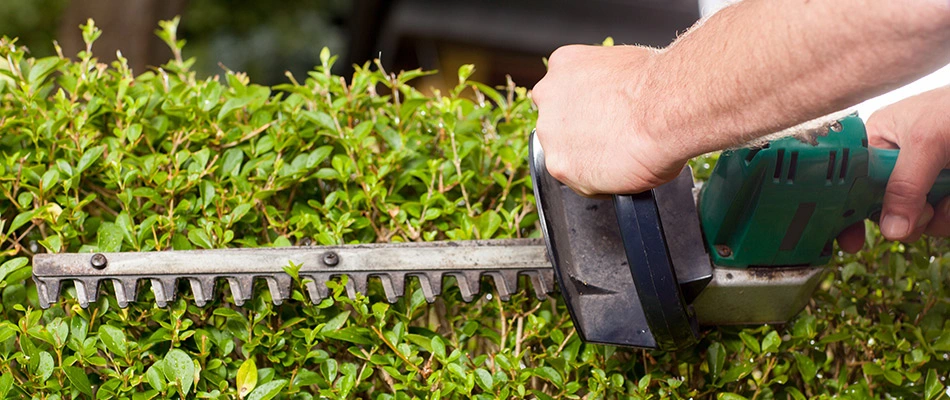 Lawn technician trimming shrubs in Rowlett, TX.