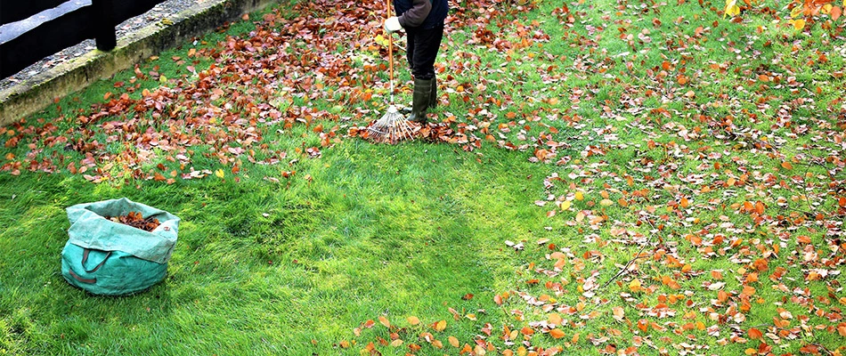 Our lawn care specialist raking leaves off of a property in Rowlett, TX.