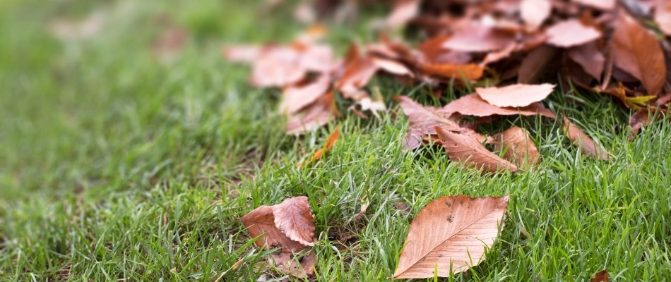 Pile of leaves in a yard in Wylie, TX.