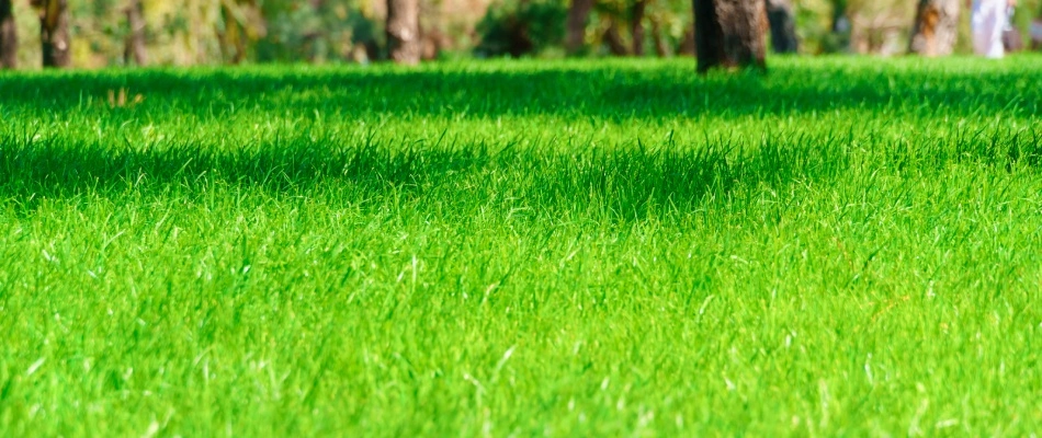 Luscious green lawn after aeration service in Rowlett, TX.