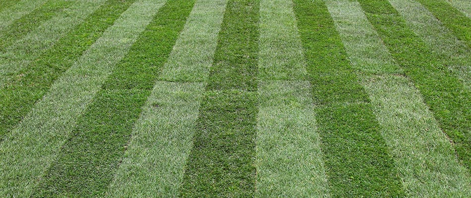 Mower lines left on a freshly mowed lawn in Rose Hill, TX.