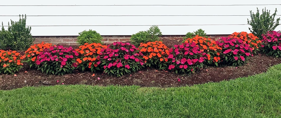 Mulch added to a landscape bed in Garland, TX.