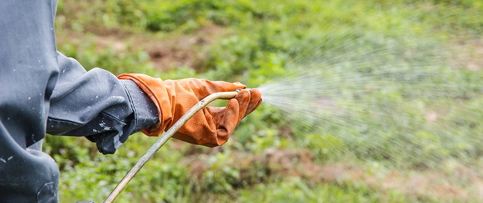 Our lawn care specialist wearing orange gloves spraying take-all root rot treatment on a lawn in Rose Hill, TX.  