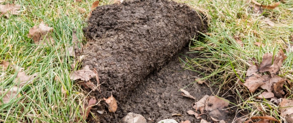 Damaged area of a lawn due to grub infestation in Rockwall, TX.