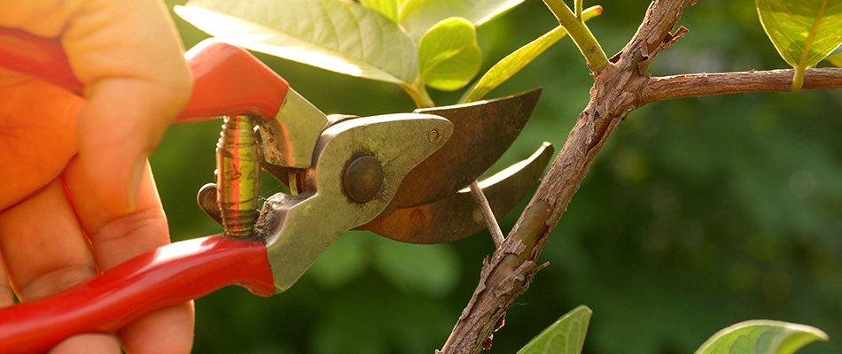 A plant being trimmed in a landscape bed in Sachse, TX.