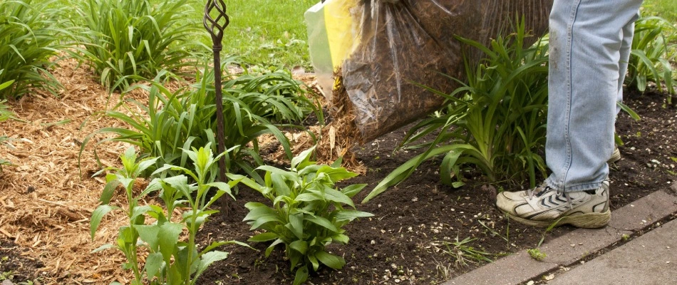 A professional spreading brown mulch from a full bag in Wylie, TX.