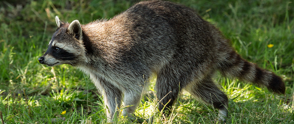 Raccoon found in lawn in Rock Wall, TX.