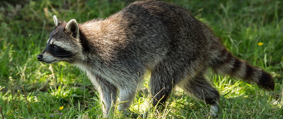 Raccoon found in lawn in Rock Wall, TX.