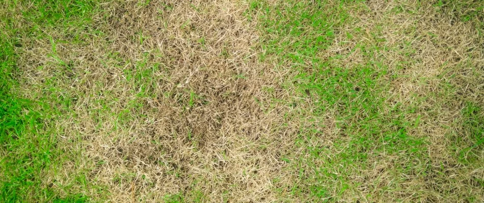 Lawn infected with root rot lawn disease in Rockwall, TX.