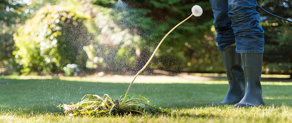 Our weed control specialist spraying a dandelion on a property in Wylie, TX.