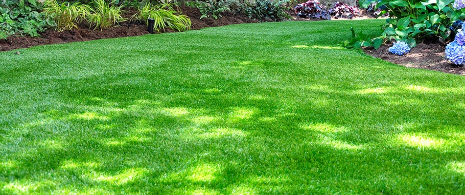 A super green and luscious lawn due to regular lawn care in St. Paul, TX.