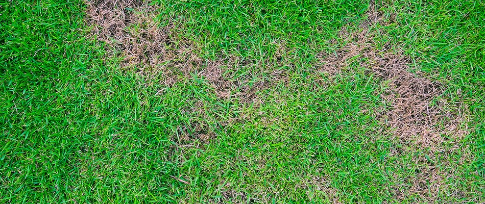 Take-all root rot disease in a lawn in Fate, TX.