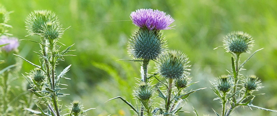 Thistle weeds in a lawn growing in Plano, TX.