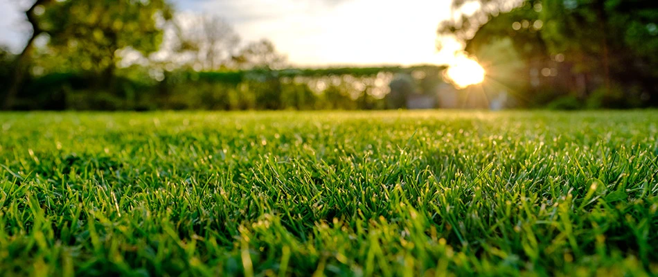 Close up on freshly mowed grass done by our team by a home in Rockwall, TX.