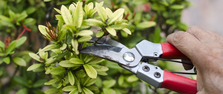 Trimming shears in a professional's hand in Wylie, TX.