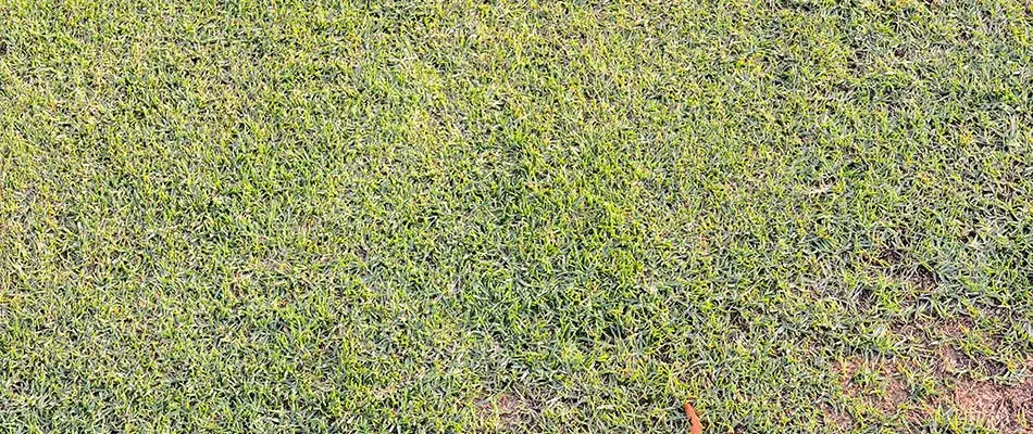 Unhealthy lawn in Rockwall, TX.