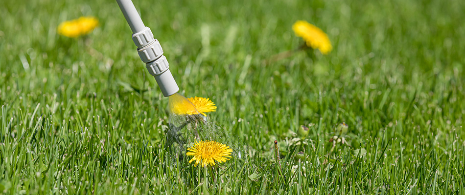 Dandelion infested lawn being sprayed with weed control treatment by a professional in Rockwall, TX.