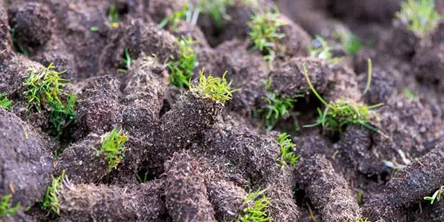 Core aeration lawn plugs pulled from a yard in Sachse, TX.