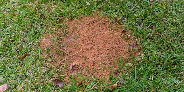 Fire ant mound seen in a yard near St Paul, TX.