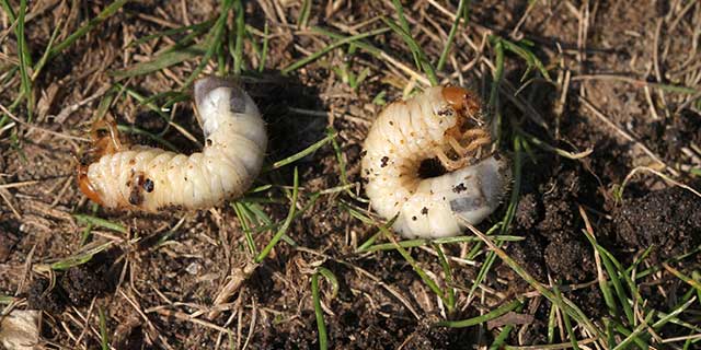 Lawn grubs found in a yard near Rockwall, TX.