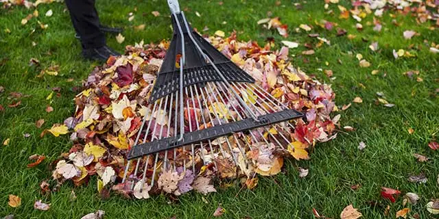 Fall leaves being raked up at a home in Rockwall, TX.