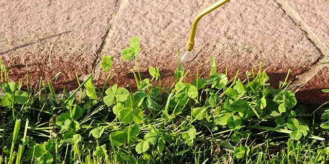 Clover weeds being sprayed with weed control by a walkway in Wylie, TX.